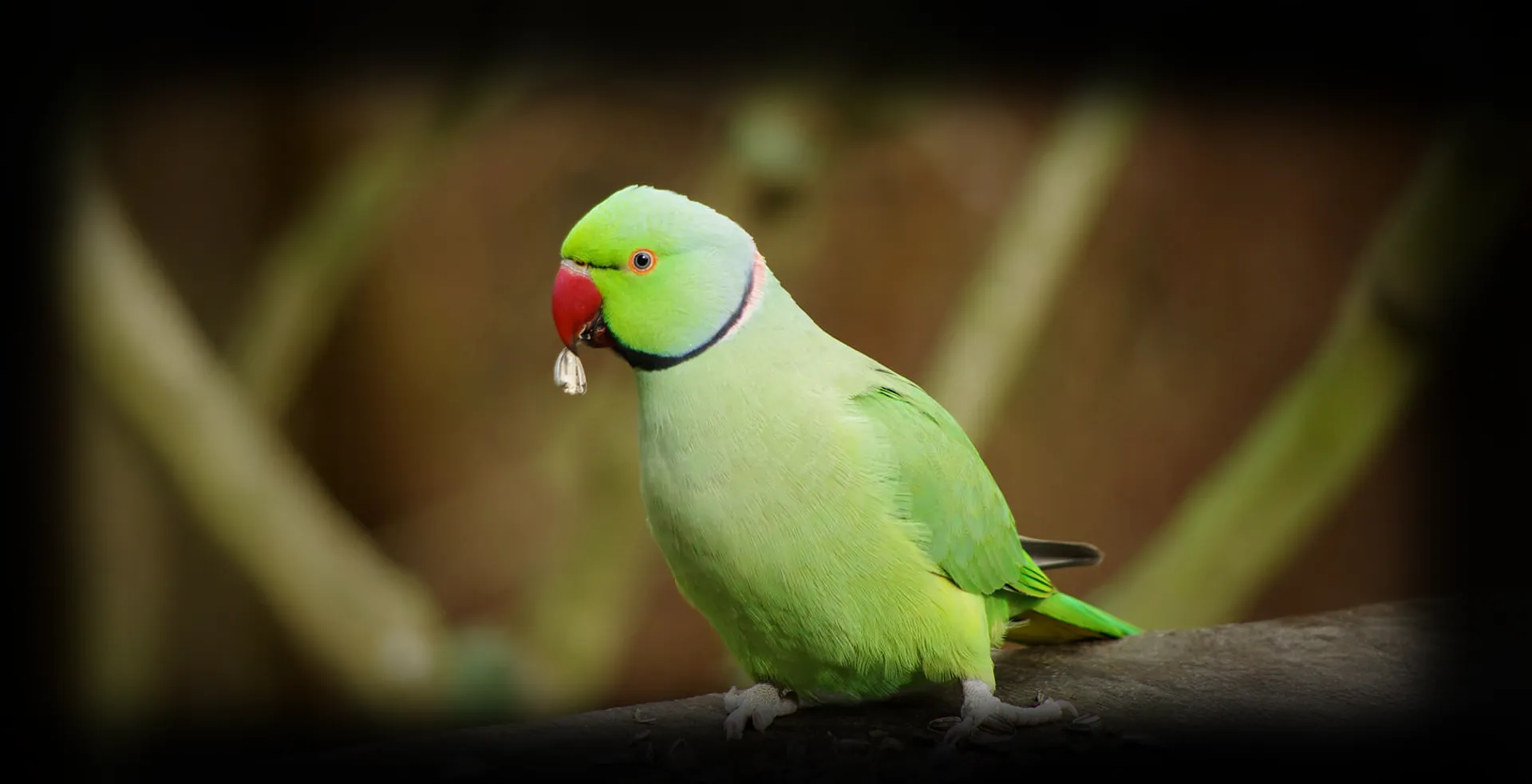 Imagem de fundo de Ring Neck - Poytara